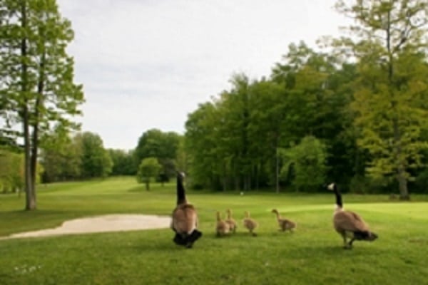 Geese on a golf course in Chautauqua, NY