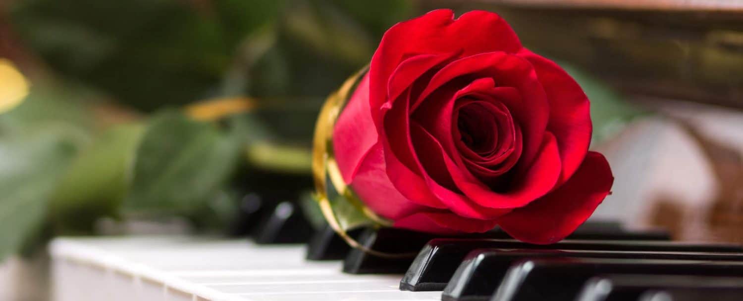 single red rose on piano keys